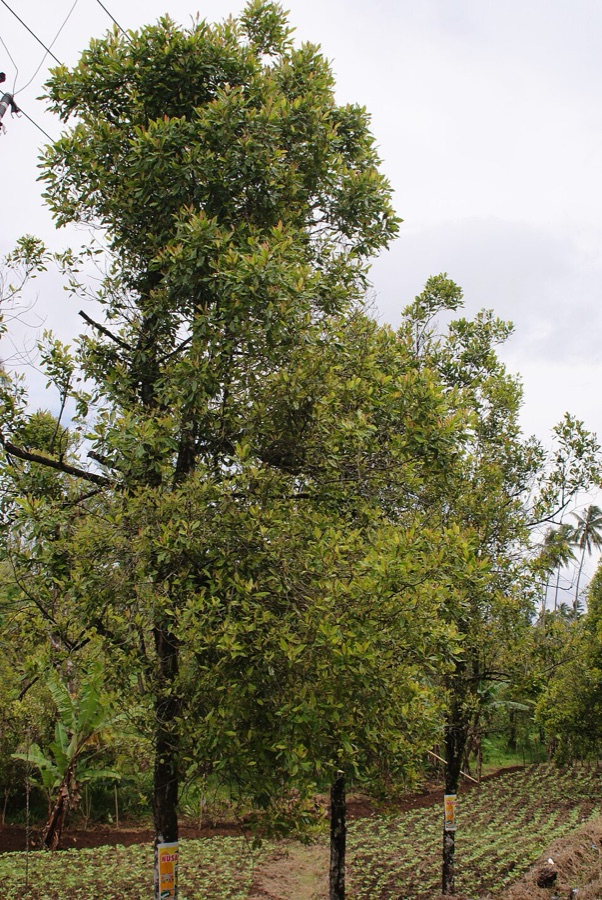 What is this row of tall clove trees with a vegetable crop growing on the ground beneath them?