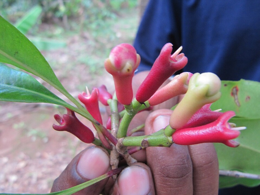 A hand holding a cluster of fresh clove flower buds, several plump and coloured pink and red with their tips still closed, one still green and thin, and one at the top right opened into a pale flower showing fine stamens.