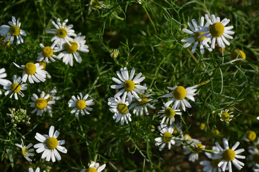 A chamomile plant with fine feathery leaves carrying many small white and yellow heads.