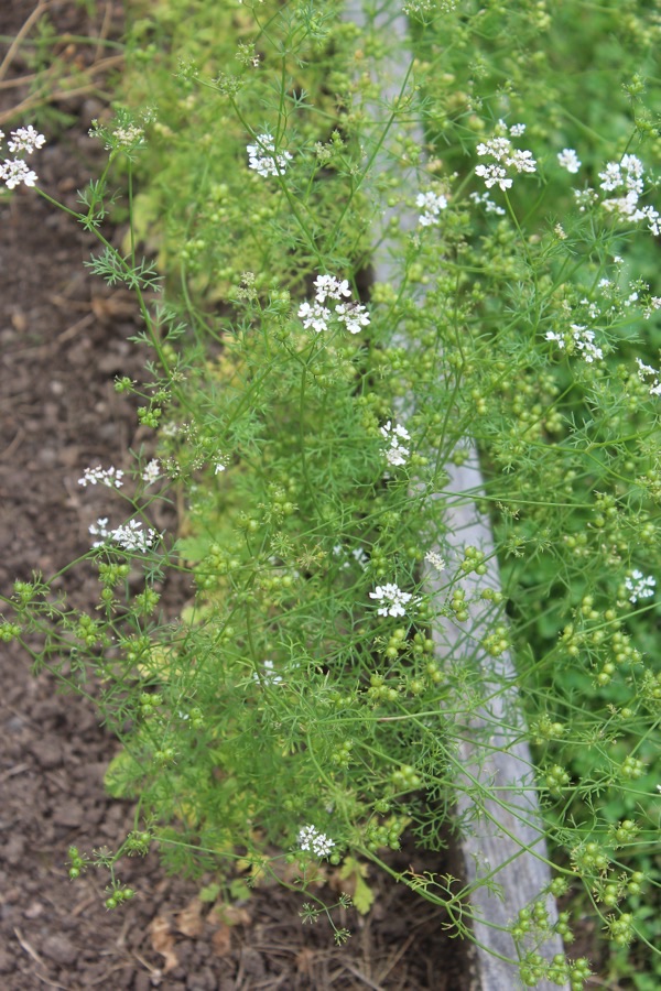 What does the whole plant look like when it is grown for seed?
