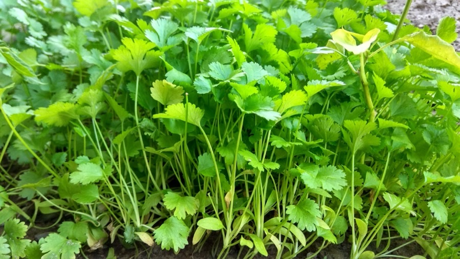 A dense bed of young coriander plants with broad bright green leaves divided into rounded scalloped lobes on thin upright stalks.