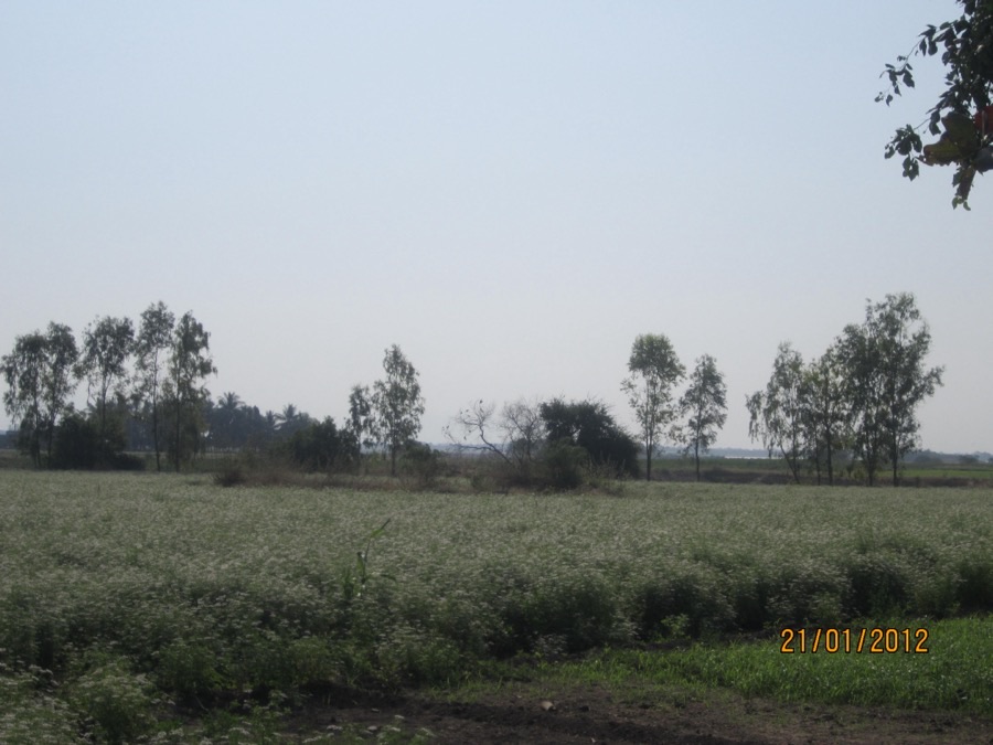 A cumin field in flower stretching to a line of trees, the low crop covered in a pale wash of tiny white flower clusters over fine feathery foliage.