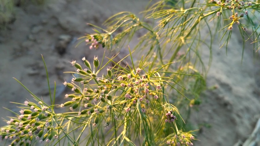 What does a single plant look like close up?