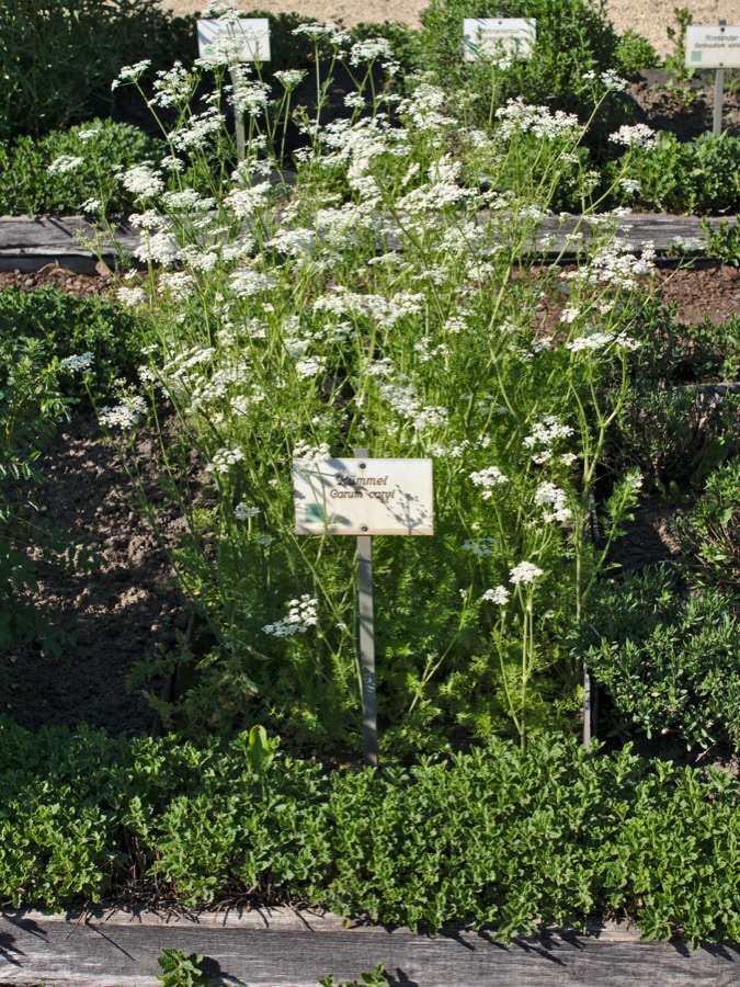 Slender caraway plants in flower in a garden bed, white heads above feathery leaves.
