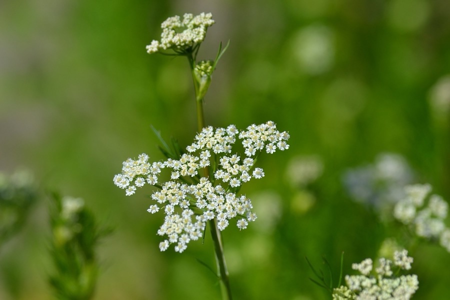 What do the flowers look like?