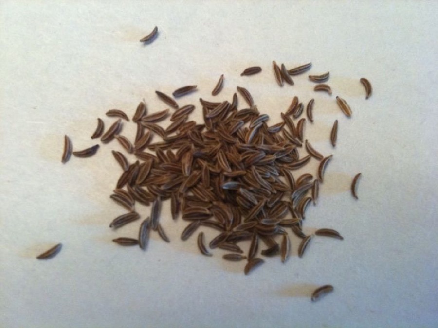 What does the seed look like?