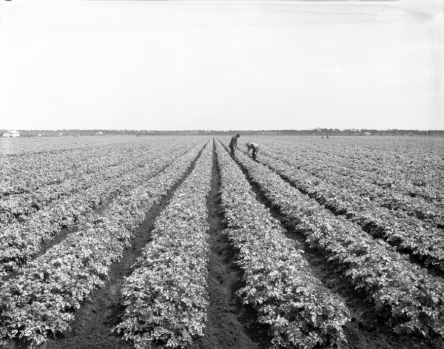 What does the crop look like in the field?