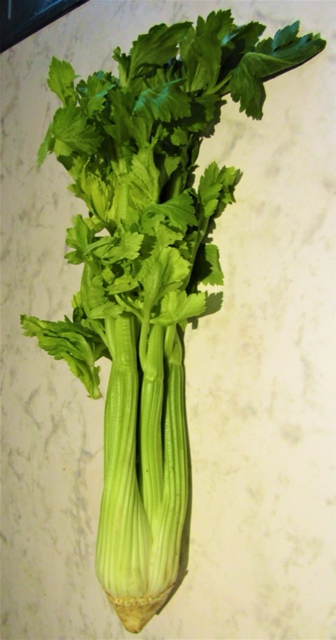 What does a harvested head look like?