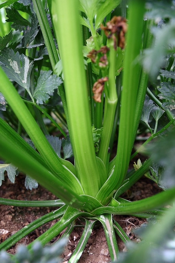 A growing celery plant seen from above, with thick ridged stalks rising from one base and divided leaves at the top.