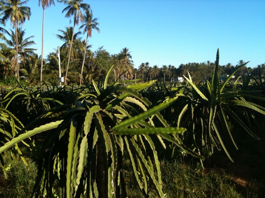 Rows of dragon fruit plants on posts at a farm in Phan Thiet, Binh Thuan province, Vietnam, with three-sided green stems hanging over the top of each post.