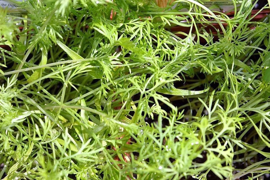 A mass of fine thread-like blue-green dill foliage filling the frame.