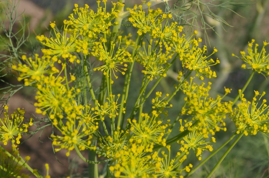 What do the flowers look like?