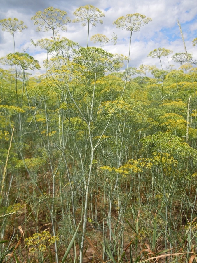 What does the standing crop look like?