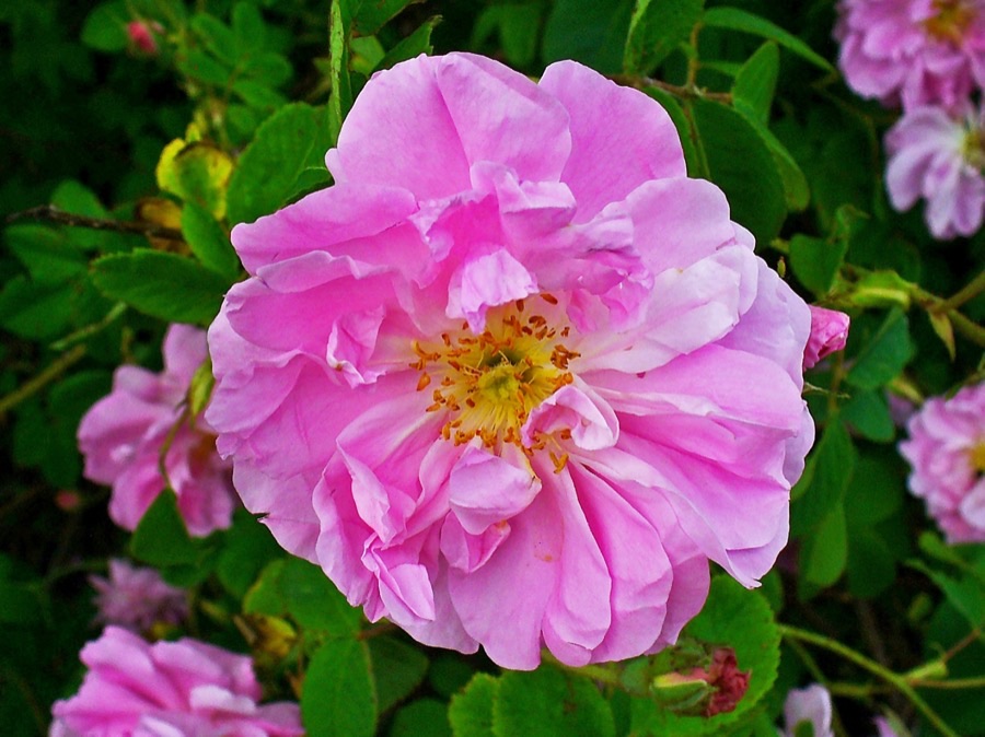 An open pink damask rose showing loose petals and a ring of yellow stamens.