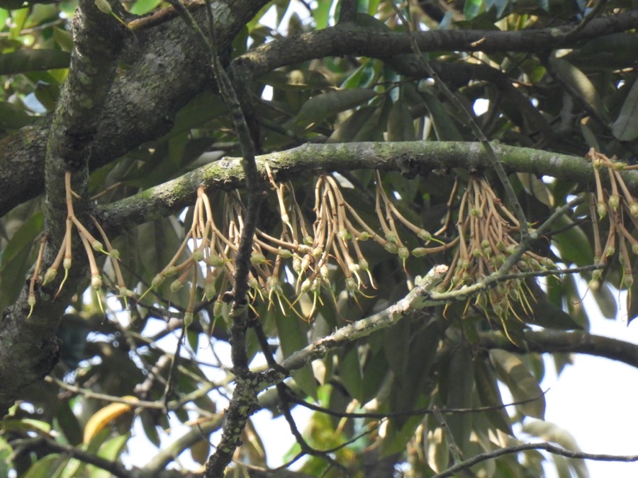 Clusters of pale durian flowers hanging on long stalks directly from the older branches of the tree.