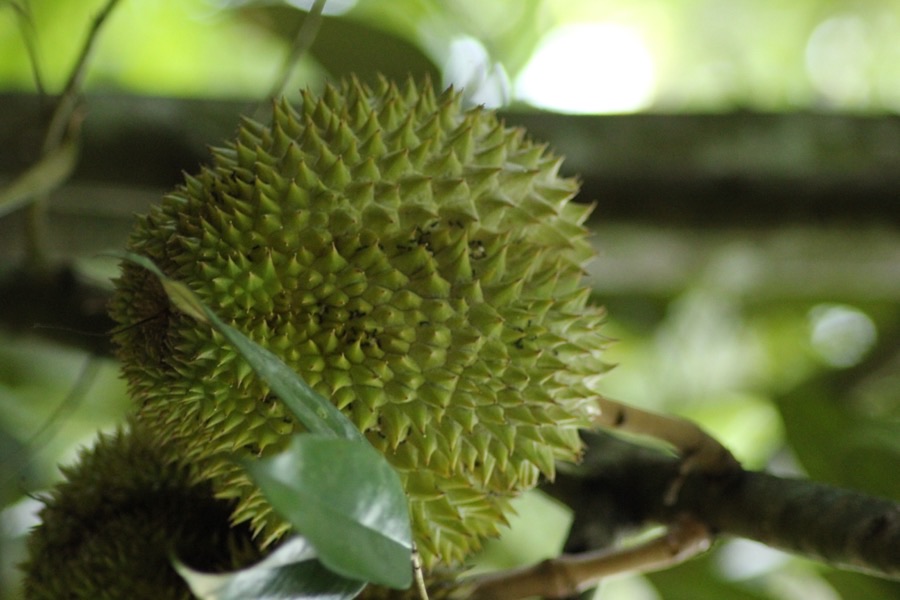 What does the developing fruit look like?