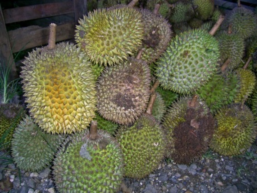 What does the harvested crop look like?