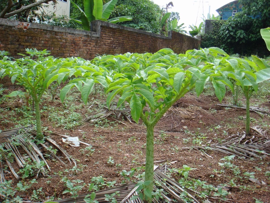 Rows of elephant foot yam plants, each with a single thick speckled stalk topped by one wide umbrella-like leaf.