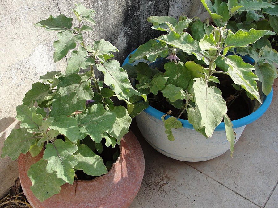 What are these big soft lobed grey-green leaves and small purple star-shaped flowers on a knee-high branching plant?
