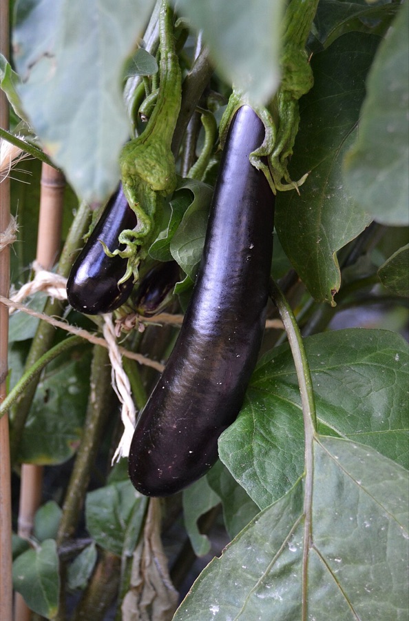 Two long glossy deep purple eggplant fruit hanging on a plant, each attached by a short thick stalk to a green cap with visible spines, among large dull green leaves, with a bamboo cane and a tie visible behind them.