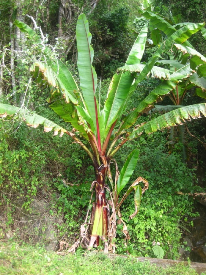 A large enset plant with a thick swollen base and broad upright leaves growing on a hillside, photographed on the way up to Mount Tsetserra in Mozambique.