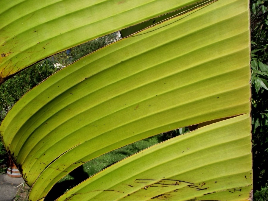 What do the leaves look like, and what else are they used for?