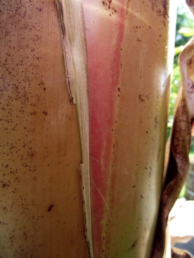 Which part of the plant is scraped, and what does it look like inside?