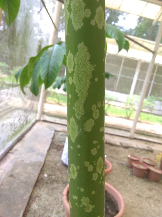 What does the stalk look like close up?
