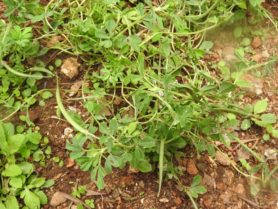A low spreading fenugreek plant growing on red soil, its stems carrying leaves divided into three toothed leaflets, with several slender pointed pods standing among the leaves.