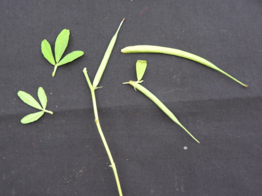 What do the pods look like, and when is the seed ready?