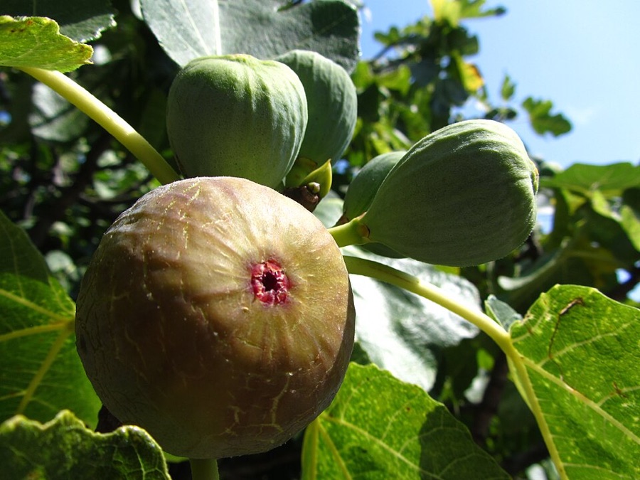 One ripe fig hanging with its neck bent and its brown-green skin finely cracked, the open eye at its base showing bright pink, beside two firm green unripe figs standing out stiffly with tight closed eyes, among large lobed fig leaves.
