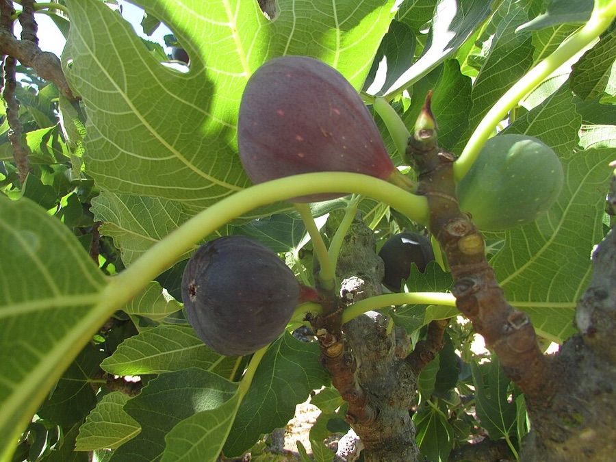 Where exactly on the plant do figs grow, and what does that tell me about pruning?