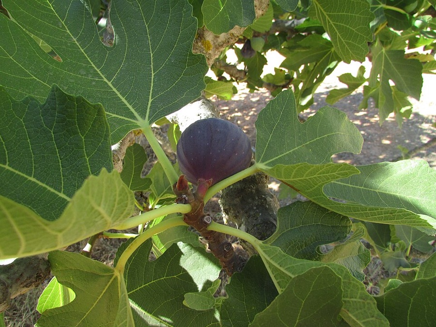 What is this plant with very large deeply lobed leaves and a single dark fruit tucked in where a leaf joins the stem?