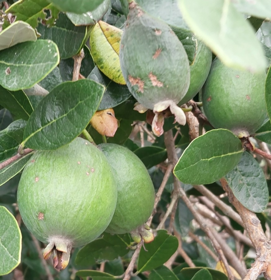 What does the fruit look like on the bush?