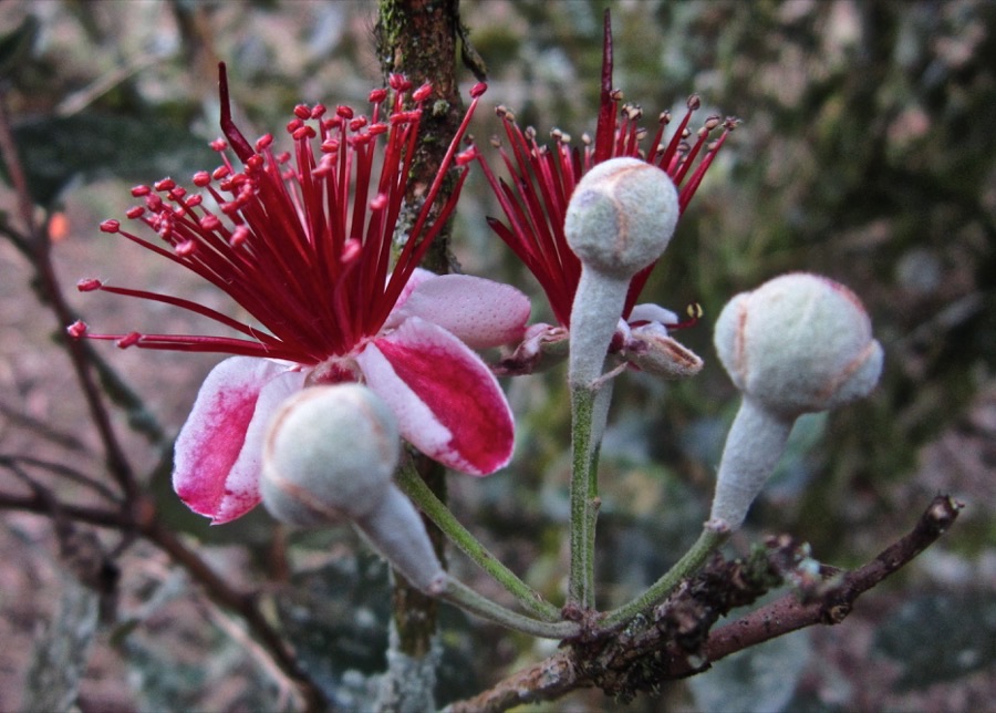 What do the flowers look like, and why does it matter?