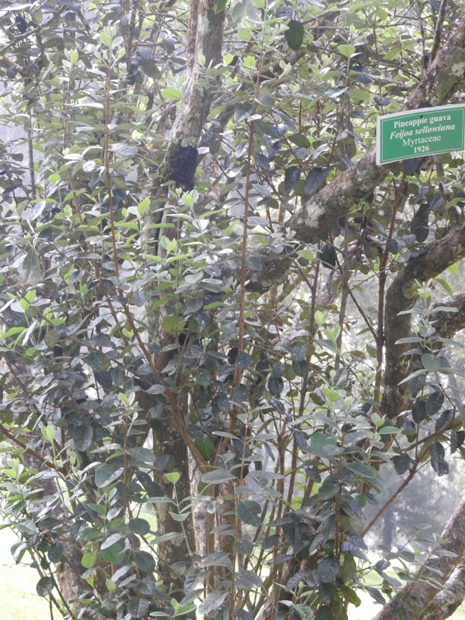 A dense evergreen feijoa bush with leathery leaves showing silvery undersides.