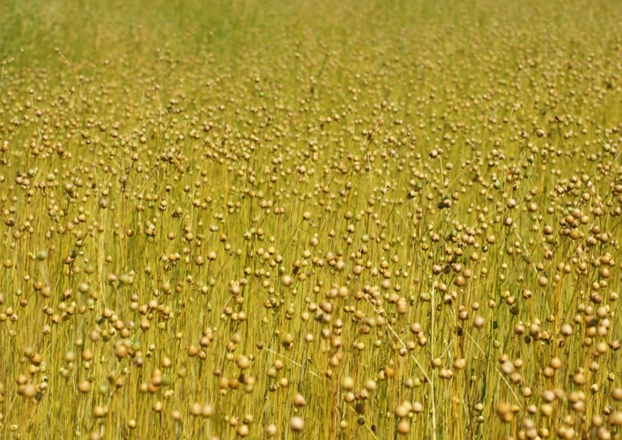 The field has gone golden and full of little round heads. Is the seed ready?