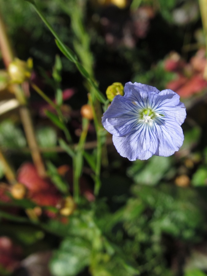 What do a single flax plant's flower and leaves actually look like up close?