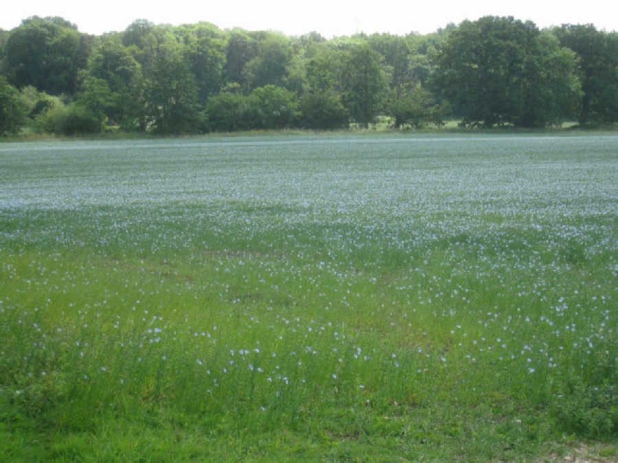A large field of flax in full flower seen from its grassy edge, a low even crop carrying a haze of small pale blue flowers across the whole field, with a line of dark woodland behind it.