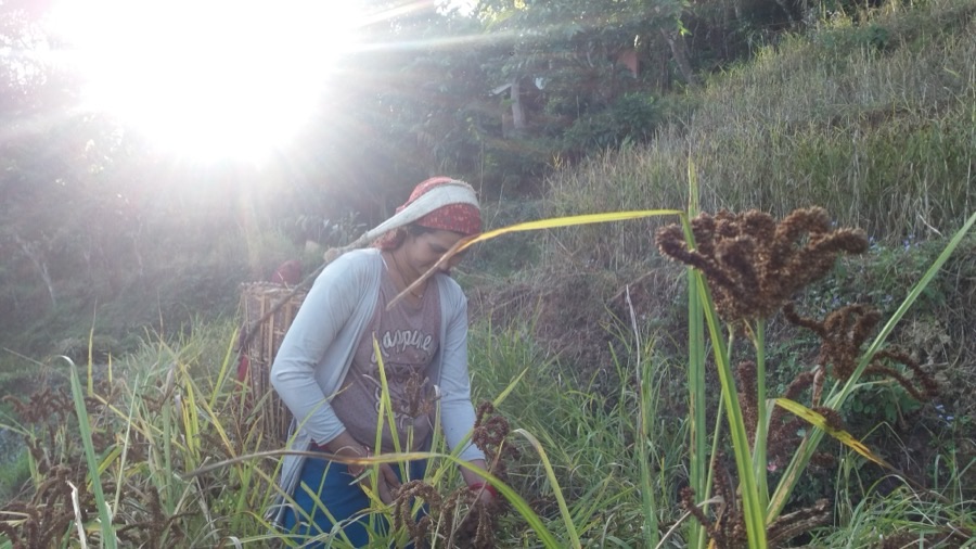 When and how is the crop harvested?