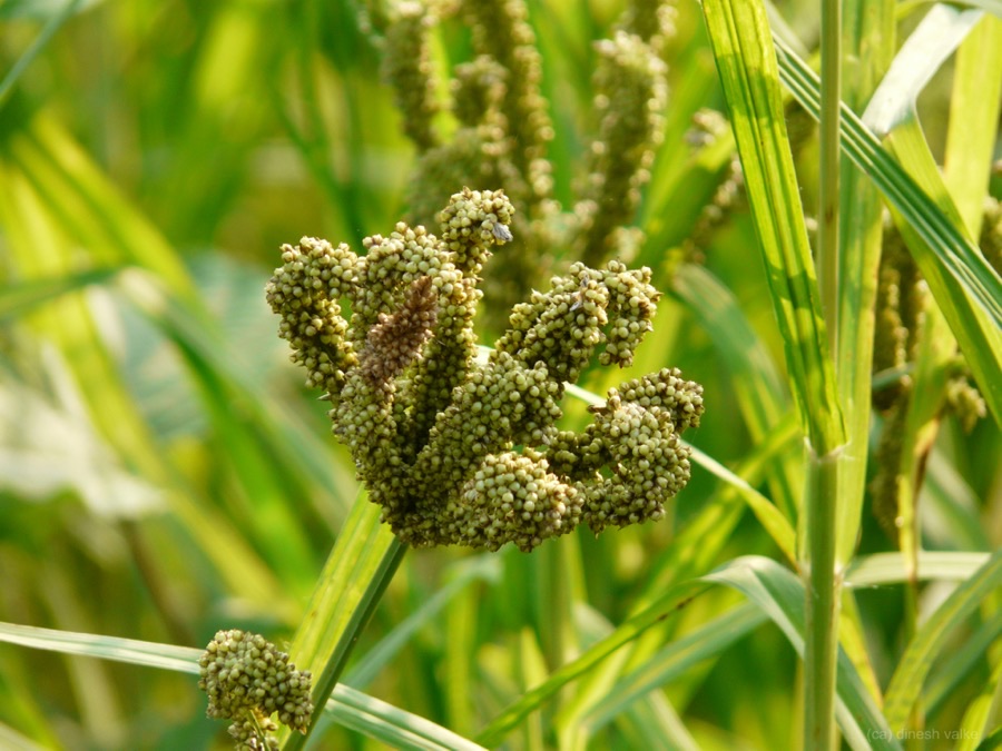 Finger millet heads filling in a standing crop, showing several curled finger-like spikes joined at one point among narrow grass leaves.