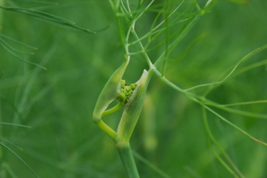 A close view of a fennel shoot, showing thread-fine leaf segments and a leaf stalk widening at its base into a sheath that wraps around the smooth stem.