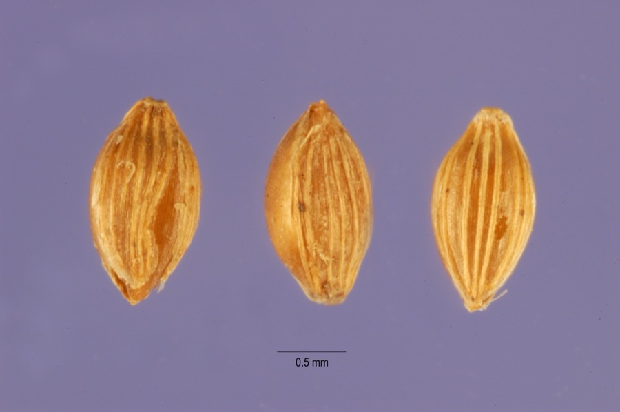 Three fonio grains photographed greatly enlarged against a plain background, each a pointed oval with fine lengthwise ribs along a pale straw husk, with a scale bar below marked half a millimetre.