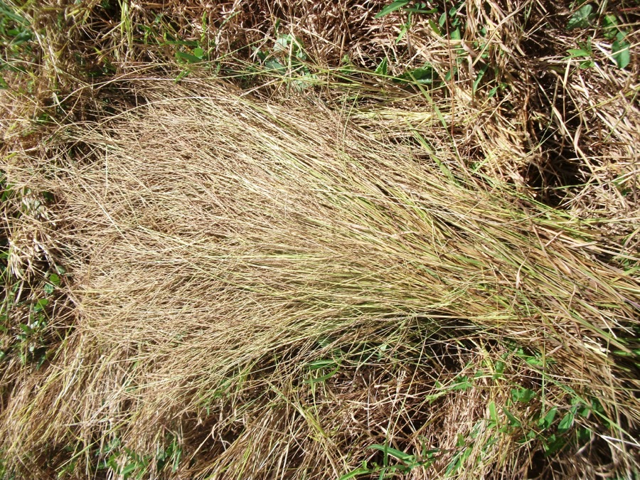 What is this heap of fine pale grass lying in a field?