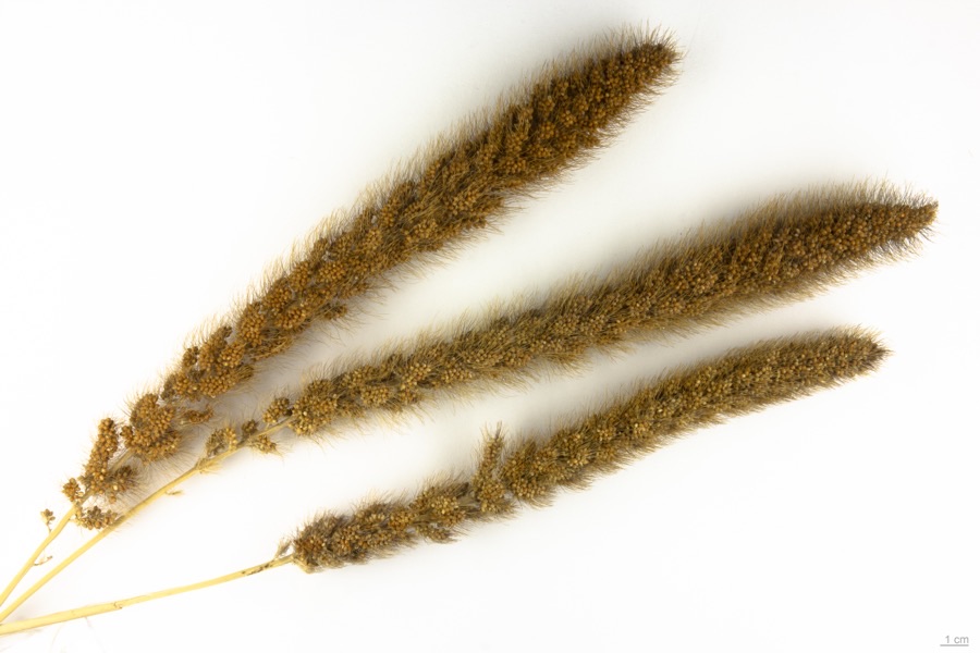 Are those bristles the same as the awns on barley?