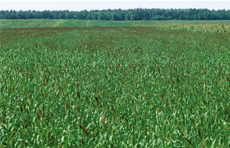 A foxtail millet field stretching to a treeline, the whole crop carrying dense bristly cylindrical seed heads nodding over on fine green stems.