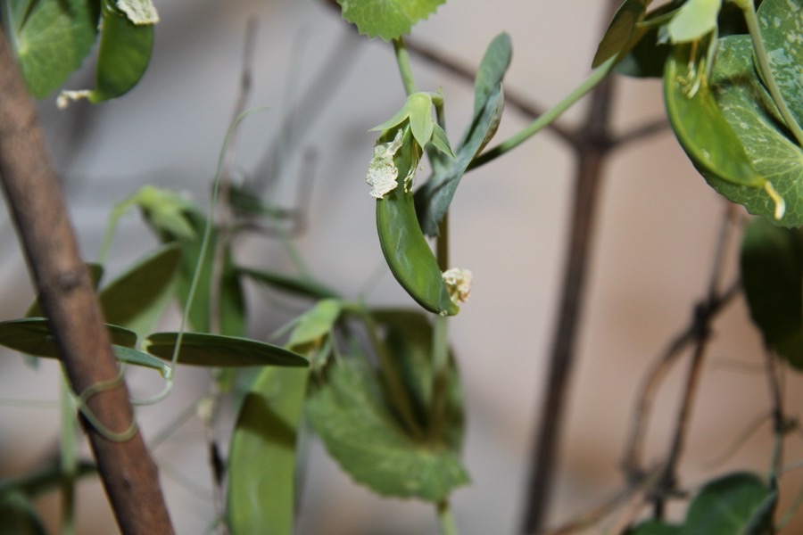 A young flat green pea pod on the plant with the spent flower still attached at its tip, surrounded by pale green leaves and thin curling tendrils gripping a wooden stake and wire.