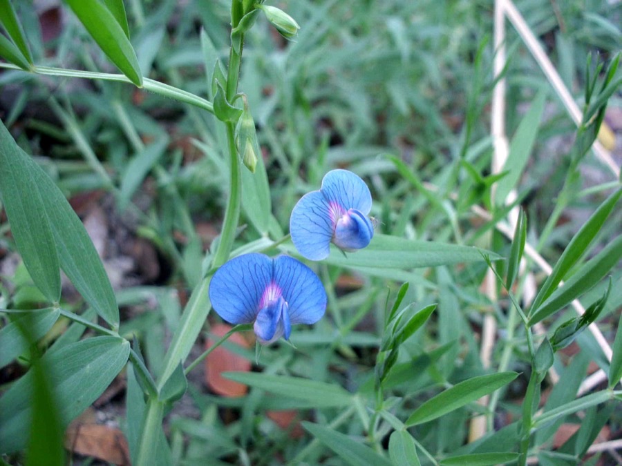 Grass pea plants in flower in Bangladesh, carrying single blue pea-shaped flowers above narrow pointed leaflets on thin sprawling stems.