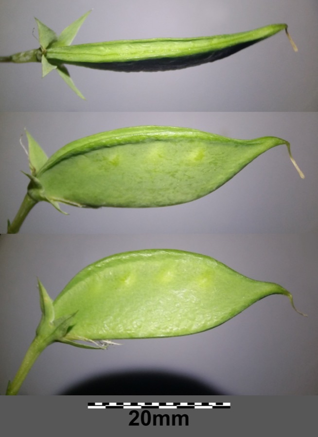 What do the pods look like, and when is the seed ready?