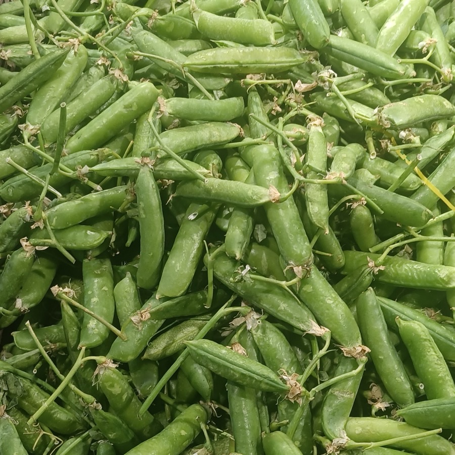 How do I know a pod is ready to pick?